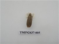 藏品(淡墨苔蛾)的圖片